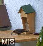 29.01.2026,  Winter in Bayern.  Bad W�rishofen im Unterallg�u.  Ein Amsel-M�nnchen (Turdus merula) auf dem Balkon an einem Futterh�uschen, der Vogel schnappt sich eine Blaubeere.
