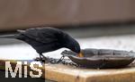 29.01.2026,  Winter in Bayern.  Bad W�rishofen im Unterallg�u.  Ein Amsel-M�nnchen (Turdus merula) auf dem Balkon an einer Vogeltr�nke.