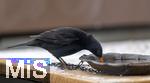 29.01.2026,  Winter in Bayern.  Bad W�rishofen im Unterallg�u.  Ein Amsel-M�nnchen (Turdus merula) auf dem Balkon an einer Vogeltr�nke.