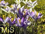 25.02.206, Bad W�rishofen im Unterallg�u,  Im Kurpark bl�hen nach einem harten Winter endlich die Fr�hlingsboten, die Krokusse (Crocus).   