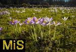 25.02.206, Bad W�rishofen im Unterallg�u,  Im Kurpark bl�hen nach einem harten Winter endlich die Fr�hlingsboten, die Krokusse (Crocus).   