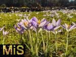 25.02.206, Bad W�rishofen im Unterallg�u,  Im Kurpark bl�hen nach einem harten Winter endlich die Fr�hlingsboten, die Krokusse (Crocus).   