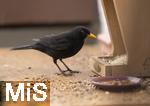 26.02.2026,  Winter in Bayern.  Bad Woerishofen im Unterallgaeu.  Ein Amsel-Maennchen (Turdus merula) auf dem Balkon an einem Futtertrog.