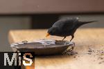 26.02.2026,  Winter in Bayern.  Bad Woerishofen im Unterallgaeu.  Ein Amsel-Maennchen (Turdus merula) auf dem Balkon an einer Vogeltraenke. 