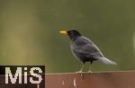 26.02.2026,  Winter in Bayern.  Bad Woerishofen im Unterallgaeu.  Ein Amsel-Maennchen (Turdus merula) auf dem Balkon