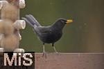26.02.2026,  Winter in Bayern.  Bad Woerishofen im Unterallgaeu.  Ein Amsel-Maennchen (Turdus merula) auf dem Balkon