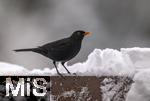 26.02.2026,  Winter in Bayern.  Bad Woerishofen im Unterallgaeu.  Ein Amsel-Maennchen (Turdus merula) auf dem Balkon an einer Vogeltraenke. 