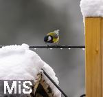 26.02.2026, Bad Woerishofen (Unterallgaeu) Eine Kohlmeise (Parus major)  an einem Vogelhaeuschen bei der Winterfuetterung im Garten  