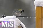26.02.2026, Bad Woerishofen (Unterallgaeu) Eine Kohlmeise (Parus major)  an einem Vogelhaeuschen bei der Winterfuetterung im Garten  