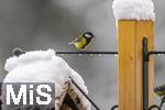 26.02.2026, Bad Woerishofen (Unterallgaeu) Eine Kohlmeise (Parus major)  an einem Vogelhaeuschen bei der Winterfuetterung im Garten  