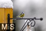 26.02.2026, Bad Woerishofen (Unterallgaeu) Eine Blaumeise (Cyanistes caeruleus, Syn.: Parus caeruleus) an einem Vogelhaeuschen bei der Winterfuetterung im Garten  
