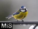 26.02.2026, Bad Woerishofen (Unterallgaeu) Eine Blaumeise (Cyanistes caeruleus, Syn.: Parus caeruleus) an einem Vogelhaeuschen bei der Winterfuetterung im Garten  