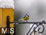 26.02.2026, Bad Woerishofen (Unterallgaeu) Eine Blaumeise (Cyanistes caeruleus, Syn.: Parus caeruleus) an einem Vogelhaeuschen bei der Winterfuetterung im Garten  
