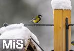 26.02.2026, Bad Woerishofen (Unterallgaeu) Eine Kohlmeise (Parus major)  an einem Vogelhaeuschen bei der Winterfuetterung im Garten  