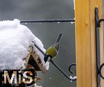 26.02.2026, Bad Woerishofen (Unterallgaeu) Eine Kohlmeise (Parus major)  an einem Vogelhaeuschen bei der Winterfuetterung im Garten  