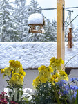 26.03.2026, Bad Wörishofen (Unterallgäu), Der erneute Wintereinbruch überrascht die Balkon-Blumen in den Pflanzkübeln auf dem Balkon mit Kälte und Frost. Nachts sollte man die empfindlichen Blumen in die Wohnung holen.