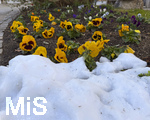 27.03.206, Bad Wörishofen im Unterallgäu, In der Fussgängerzone trotzen die Violas (Veilchen) die die Stadtgärtner eingepflanzt haben, dem erneuten Wintereinbruch