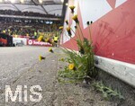 04.04.2026, Fussball 1. Bundesliga 2025/2026, 28.Spieltag, VfB Stuttgart - Borussia Dortmund, in der MHP-Arena Stuttgart, Der Löwenzahn wächst im Stadion.
 

