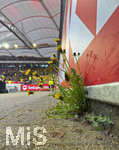 04.04.2026, Fussball 1. Bundesliga 2025/2026, 28.Spieltag, VfB Stuttgart - Borussia Dortmund, in der MHP-Arena Stuttgart, Wiesenblumen (Löwenzahn) blühen aus einem Spalt am Rand des Innenraumes am Spielfeld.
