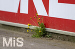 04.04.2026, Fussball 1. Bundesliga 2025/2026, 28.Spieltag, VfB Stuttgart - Borussia Dortmund, in der MHP-Arena Stuttgart, Wiesenblumen (Löwenzahn) blühen aus einem Spalt am Rand des Innenraumes am Spielfeld. 