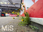 04.04.2026, Fussball 1. Bundesliga 2025/2026, 28.Spieltag, VfB Stuttgart - Borussia Dortmund, in der MHP-Arena Stuttgart, Wiesenblumen (Löwenzahn) blühen aus einem Spalt am Rand des Innenraumes am Spielfeld. 