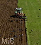 08.04.2026, Landwirtschaft, Bad Wörishofen im Allgäu. Landwirt pflügt jetzt im Frühling sein Feld, aus Wiese wird Acker.  Krähenvögel nutzen die frische Erde zur Nahrungssuche und umkreisen den Traktor dutzendweise.