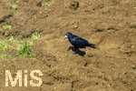 08.04.2026, Landwirtschaft, Bad Wörishofen im Allgäu. Das Pflügen des Feldes im Frühling lockt zahlreiche Vögel auf Nahrungssuche an.