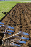 08.04.2026, Landwirtschaft, Bad Wörishofen im Allgäu. Landwirt pflügt jetzt im Frühling sein Feld, aus Wiese wird Acker. Das Pflügen des Feldes lockt zahlreiche Vögel auf Nahrungssuche an. Krähen und Greifvögel.
