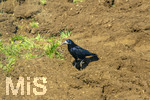 08.04.2026, Landwirtschaft, Bad Wörishofen im Allgäu. Das Pflügen des Feldes im Frühling lockt zahlreiche Vögel auf Nahrungssuche an.
