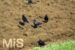 08.04.2026, Landwirtschaft, Bad Wörishofen im Allgäu. Das Pflügen des Feldes im Frühling lockt zahlreiche Vögel auf Nahrungssuche an.