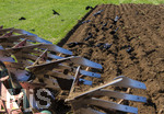 08.04.2026, Landwirtschaft, Bad Wörishofen im Allgäu. Landwirt pflügt jetzt im Frühling sein Feld, aus Wiese wird Acker. Das Pflügen des Feldes lockt zahlreiche Vögel auf Nahrungssuche an. Krähen und Greifvögel.