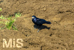 08.04.2026, Landwirtschaft, Bad Wörishofen im Allgäu. Das Pflügen des Feldes im Frühling lockt zahlreiche Vögel auf Nahrungssuche an.