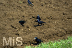 08.04.2026, Landwirtschaft, Bad Wörishofen im Allgäu. Das Pflügen des Feldes im Frühling lockt zahlreiche Vögel auf Nahrungssuche an.