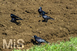 08.04.2026, Landwirtschaft, Bad Wörishofen im Allgäu. Das Pflügen des Feldes im Frühling lockt zahlreiche Vögel auf Nahrungssuche an.