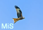 08.04.2026, Landwirtschaft, Bad Wörishofen im Allgäu. Das Pflügen des Feldes im Frühling lockt zahlreiche Vögel auf Nahrungssuche an. Hier ein Rotmilan (Milvus milvus) in der Luft.