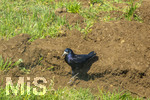 08.04.2026, Landwirtschaft, Bad Wörishofen im Allgäu. Das Pflügen des Feldes im Frühling lockt zahlreiche Vögel auf Nahrungssuche an.