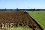 08.04.2026, Landwirtschaft, Bad Wörishofen im Allgäu. Landwirt pflügt jetzt im Frühling sein Feld, aus Wiese wird Acker. Das Pflügen des Feldes lockt zahlreiche Vögel auf Nahrungssuche an. Krähen und Greifvögel.