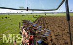 08.04.2026, Landwirtschaft, Bad Wörishofen im Allgäu. Landwirt pflügt jetzt im Frühling sein Feld, aus Wiese wird Acker. Das Pflügen des Feldes lockt zahlreiche Vögel auf Nahrungssuche an. Krähen und Greifvögel.