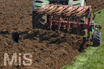 08.04.2026, Landwirtschaft, Bad Wörishofen im Allgäu. Landwirt pflügt jetzt im Frühling sein Feld, aus Wiese wird Acker. Das Pflügen des Feldes lockt zahlreiche Vögel auf Nahrungssuche an. Krähen und Greifvögel. 