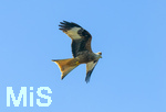 08.04.2026, Landwirtschaft, Bad Wörishofen im Allgäu. Das Pflügen des Feldes im Frühling lockt zahlreiche Vögel auf Nahrungssuche an. Hier ein Rotmilan (Milvus milvus) in der Luft.