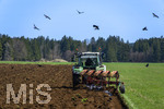 08.04.2026, Landwirtschaft, Bad Wörishofen im Allgäu. Landwirt pflügt jetzt im Frühling sein Feld, aus Wiese wird Acker. Das Pflügen des Feldes lockt zahlreiche Vögel auf Nahrungssuche an. Krähen und Greifvögel.