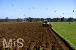 08.04.2026, Landwirtschaft, Bad Wörishofen im Allgäu. Landwirt pflügt jetzt im Frühling sein Feld, aus Wiese wird Acker. Das Pflügen des Feldes lockt zahlreiche Vögel auf Nahrungssuche an. Krähen und Greifvögel.