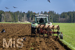 08.04.2026, Landwirtschaft, Bad Wörishofen im Allgäu. Landwirt pflügt jetzt im Frühling sein Feld, aus Wiese wird Acker. Das Pflügen des Feldes lockt zahlreiche Vögel auf Nahrungssuche an. Krähen und Greifvögel. 
