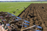 08.04.2026, Landwirtschaft, Bad Wörishofen im Allgäu. Landwirt pflügt jetzt im Frühling sein Feld, aus Wiese wird Acker. Das Pflügen des Feldes lockt zahlreiche Vögel auf Nahrungssuche an. Krähen und Greifvögel.