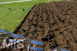 08.04.2026, Landwirtschaft, Bad Wörishofen im Allgäu. Landwirt pflügt jetzt im Frühling sein Feld, aus Wiese wird Acker. Das Pflügen des Feldes lockt zahlreiche Vögel auf Nahrungssuche an. Krähen und Greifvögel.
