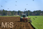 08.04.2026, Landwirtschaft, Bad Wörishofen im Allgäu. Landwirt pflügt jetzt im Frühling sein Feld, aus Wiese wird Acker. Das Pflügen des Feldes lockt zahlreiche Vögel auf Nahrungssuche an. Krähen und Greifvögel.