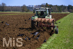 08.04.2026, Landwirtschaft, Bad Wörishofen im Allgäu. Landwirt pflügt jetzt im Frühling sein Feld, aus Wiese wird Acker. Das Pflügen des Feldes lockt zahlreiche Vögel auf Nahrungssuche an. Krähen und Greifvögel. 
