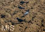 08.04.2026, Landwirtschaft, Bad Wörishofen im Allgäu. Landwirt pflügt jetzt im Frühling sein Feld, aus Wiese wird Acker. Das Pflügen des Feldes lockt zahlreiche Vögel auf Nahrungssuche an. Krähen und Greifvögel.