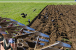 08.04.2026, Landwirtschaft, Bad Wörishofen im Allgäu. Landwirt pflügt jetzt im Frühling sein Feld, aus Wiese wird Acker. Das Pflügen des Feldes lockt zahlreiche Vögel auf Nahrungssuche an. Krähen und Greifvögel.