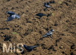 08.04.2026, Landwirtschaft, Bad Wörishofen im Allgäu. Landwirt pflügt jetzt im Frühling sein Feld, aus Wiese wird Acker. Das Pflügen des Feldes lockt zahlreiche Vögel auf Nahrungssuche an. Krähen und Greifvögel.